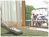 サスケ きょうのわんこ 写真4