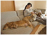 ビジュ きょうのわんこ 写真2