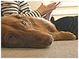 ビジュ きょうのわんこ 写真5
