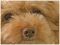 モカ きょうのわんこ 写真1
