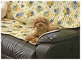 モカ きょうのわんこ 写真2