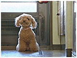 モカ きょうのわんこ 写真4