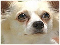 マロン きょうのわんこ 写真1