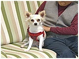 マロン きょうのわんこ 写真2