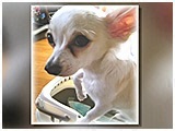 マロン きょうのわんこ 写真3