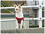 マロン きょうのわんこ 写真4