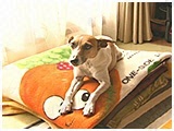 未来 きょうのわんこ 写真2