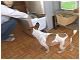未来 きょうのわんこ 写真4