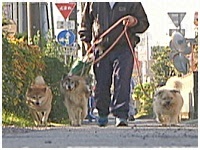 ハチ きょうのわんこ 写真1