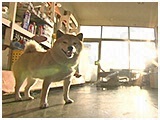 ハチ きょうのわんこ 写真5