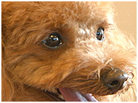 Pino きょうのわんこ 写真1