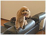 Pino きょうのわんこ 写真2