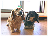 Pino きょうのわんこ 写真3