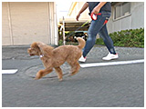 Pino きょうのわんこ 写真4