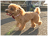 Pino きょうのわんこ 写真5