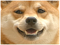 ぽん太 きょうのわんこ 写真1