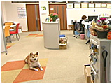 ぽん太 きょうのわんこ 写真2
