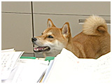 ぽん太 きょうのわんこ 写真3