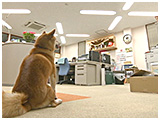 ぽん太 きょうのわんこ 写真5