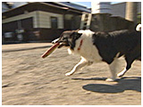 ベル きょうのわんこ 写真5