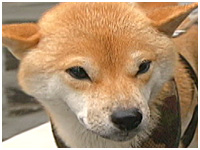 コハル きょうのわんこ 写真1