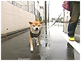 コハル きょうのわんこ 写真2