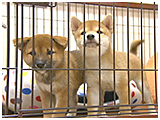 コハル きょうのわんこ 写真3