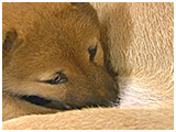 コハル きょうのわんこ 写真4