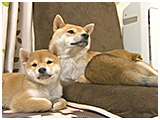 コハル きょうのわんこ 写真5