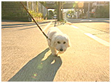 マリン きょうのわんこ 写真2
