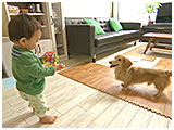 トフィ きょうのわんこ 写真4