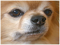 キウイ きょうのわんこ 写真1