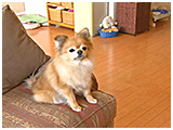 キウイ きょうのわんこ 写真2