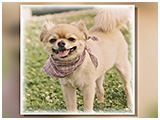 キウイ きょうのわんこ 写真3