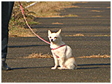キウイ きょうのわんこ 写真4