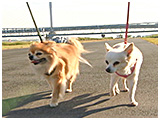キウイ きょうのわんこ 写真5
