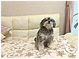 イヴ きょうのわんこ 写真2