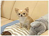 リリィ きょうのわんこ 写真2
