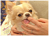 リリィ きょうのわんこ 写真4