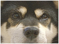 もこ きょうのわんこ 写真1