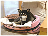 もこ きょうのわんこ 写真2