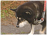 もこ きょうのわんこ 写真3