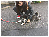 もこ きょうのわんこ 写真4