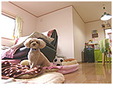 モモ きょうのわんこ 写真2