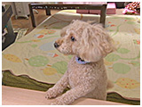 モモ きょうのわんこ 写真3
