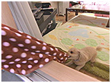 モモ きょうのわんこ 写真5