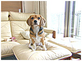 ミニ きょうのわんこ 写真2