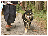 リン きょうのわんこ 写真2