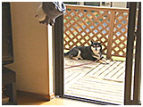 リン きょうのわんこ 写真5