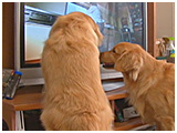 陽・颯 きょうのわんこ 写真4